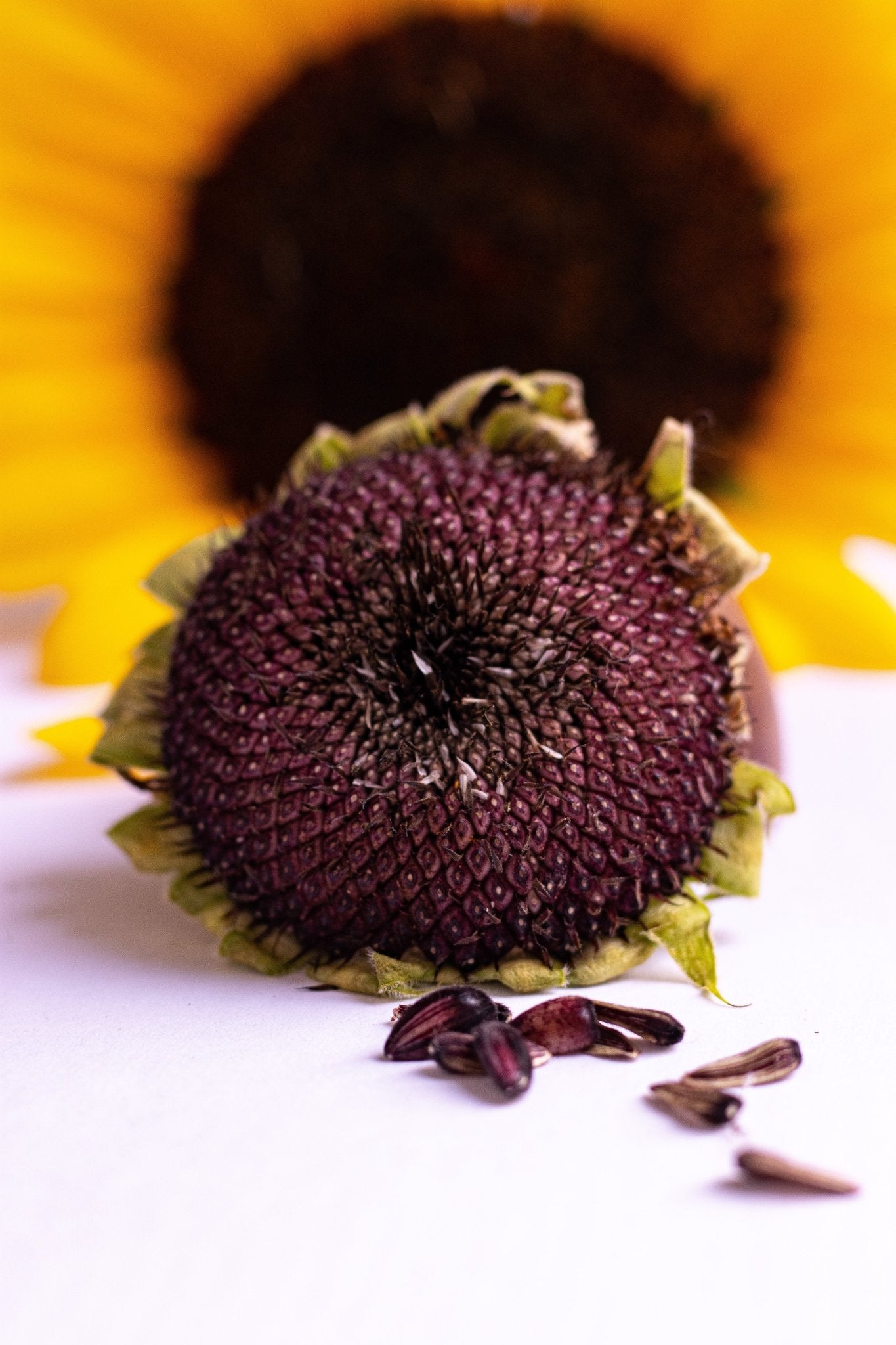 plant black sunflower seeds Hopi Black Sunflower Seeds – The Lesser Bear